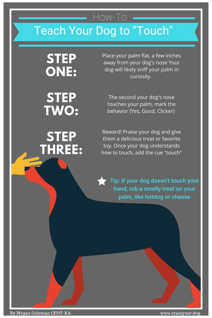 5 Steps to Teaching Your Dog Fun Nose Work