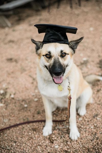 Smiling shepherd mix dog wears a graduation cap and sits politely.