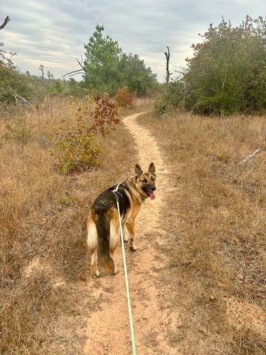 A black and tan shepherd mix wearing a harness and long line on a hiking trail.