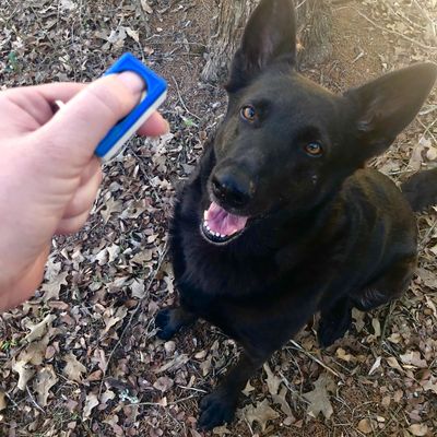 A photo of a black german shepherd dog sitting. Above the shepherd is a hand holding a clicker.