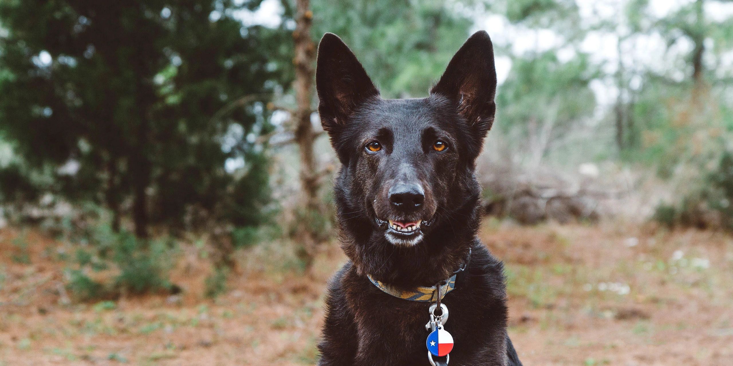 A black German shepherd sits in front of pine trees