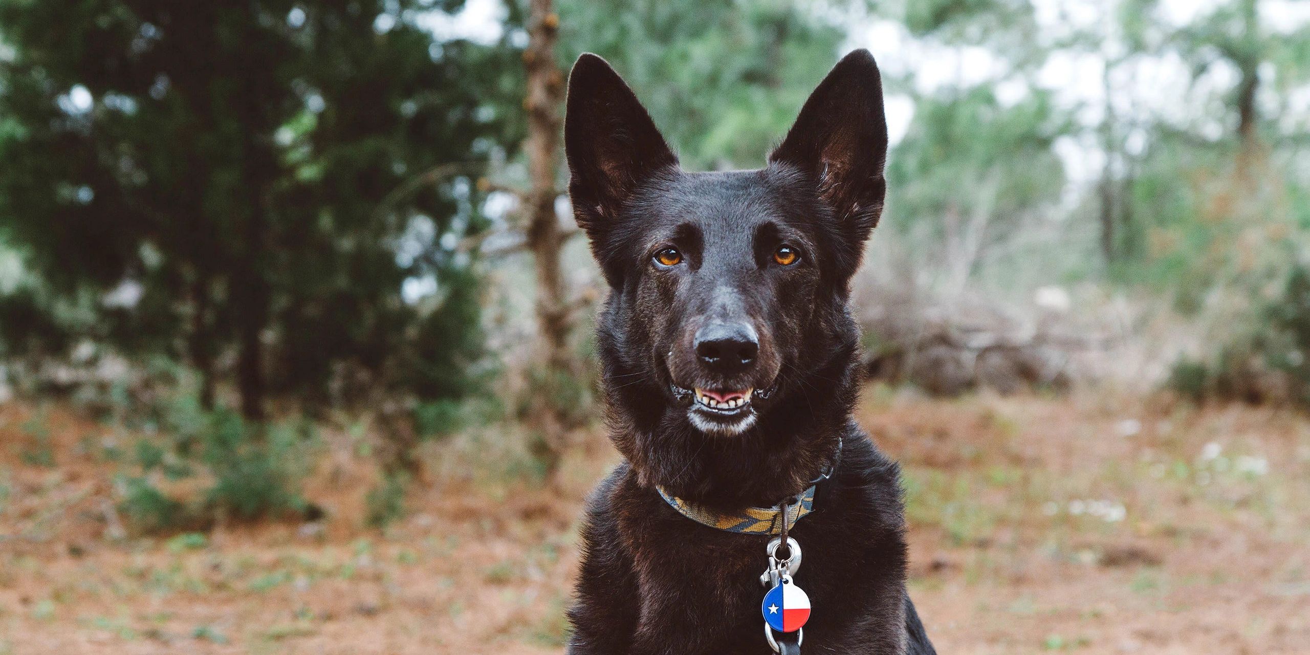 A black German shepherd dog sits in a wooded area with pine trees.