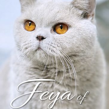 Close-up of a gray cat with striking amber eyes and text 'Feya of'.