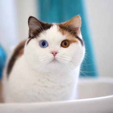 A cat with striking heterochromia, one blue eye and one amber eye.