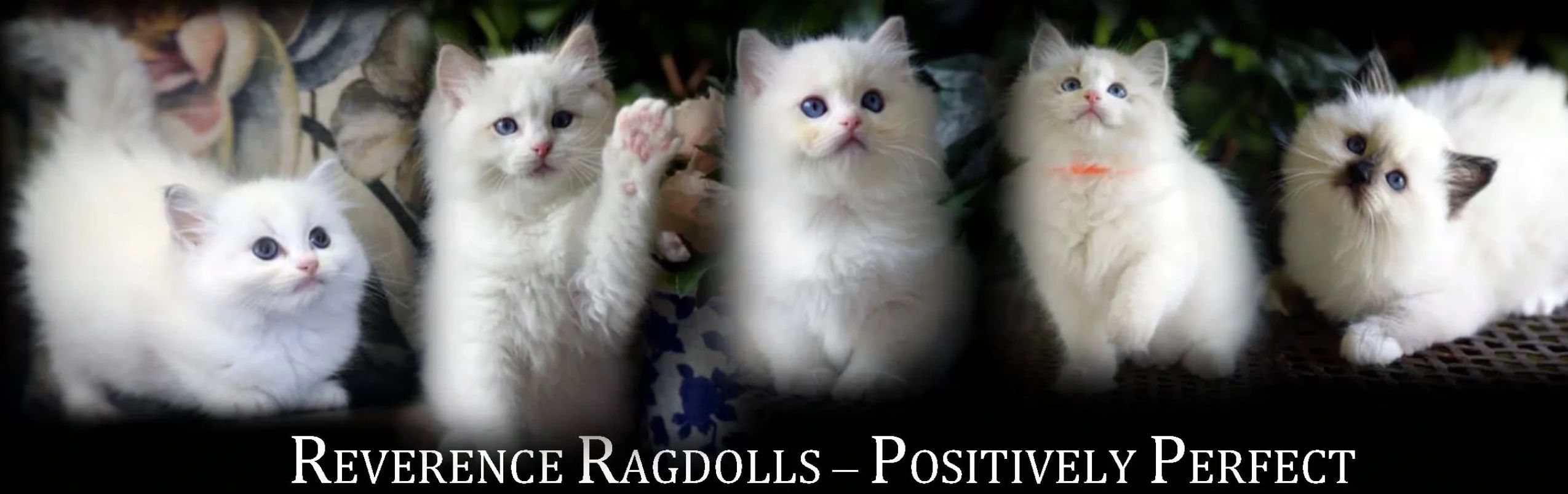Ragdoll Kittens in Melbourne - Reverence Ragdolls