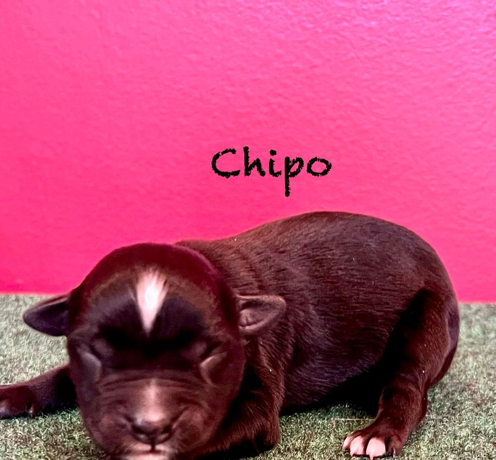 Black Bi Male.  Available for his new family at 8 weeks old. 