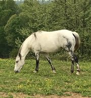 Sonny is built like a Quarter Horse