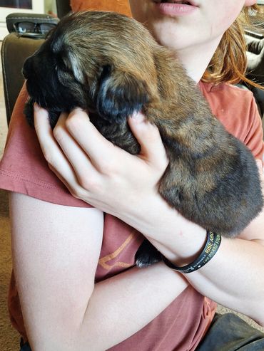 Available for Adoption, currently 3 weeks old 9/23/25