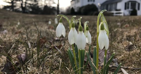 Snowdrops in a field up close. Farmhouse in the background. 