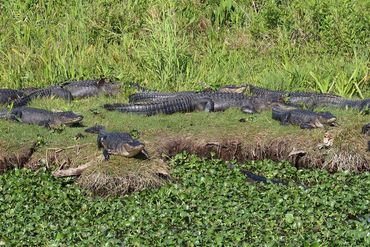 Alligator Photos - Audubon Corkscrew Swamp, Naples, Florida