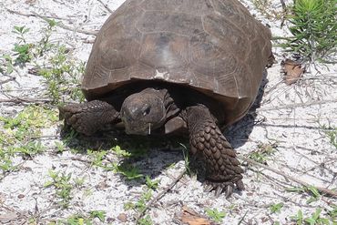 SW Florida Gopher Tortoise Photos - Naples Preserve, Naples, Florida