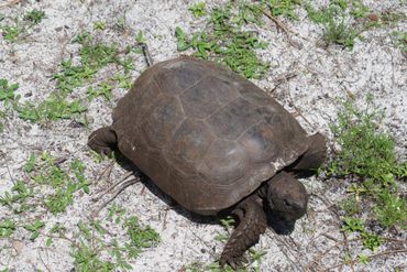 SW Florida Gopher Tortoise Photos - Naples Preserve, Naples, Florida