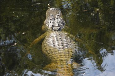 Alligator Photos Southwest Florida