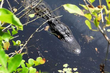 Alligator Photos Southwest Florida