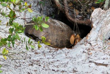 Gopher Tortoises of Southwest Florida - Photos