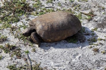 Gopher Tortoises of Southwest Florida - Photos