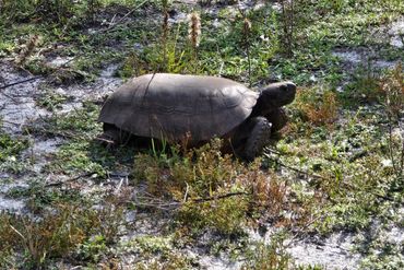 Gopher Tortoises of Southwest Florida - Photos