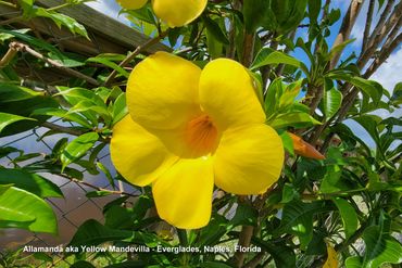 Flora of Southwest Florida Photos - Allamanda aka Yellow Mandevilla