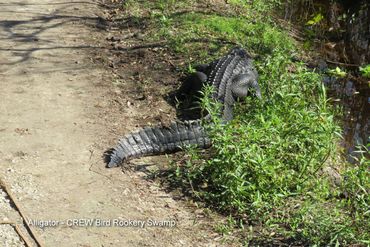 Wildlife of Southwest Florida Photos - Alligator - CREW Bird Rookery Swamp