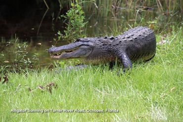 Wildlife of Southwest Florida Photos - Large Alligator Sunning on Turner River Road, Ochopee, FL