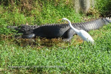 Wildlife of Southwest Florida Photos - Alligator and Egret, CREW Bird Rookery Swamp, Naples, FL
