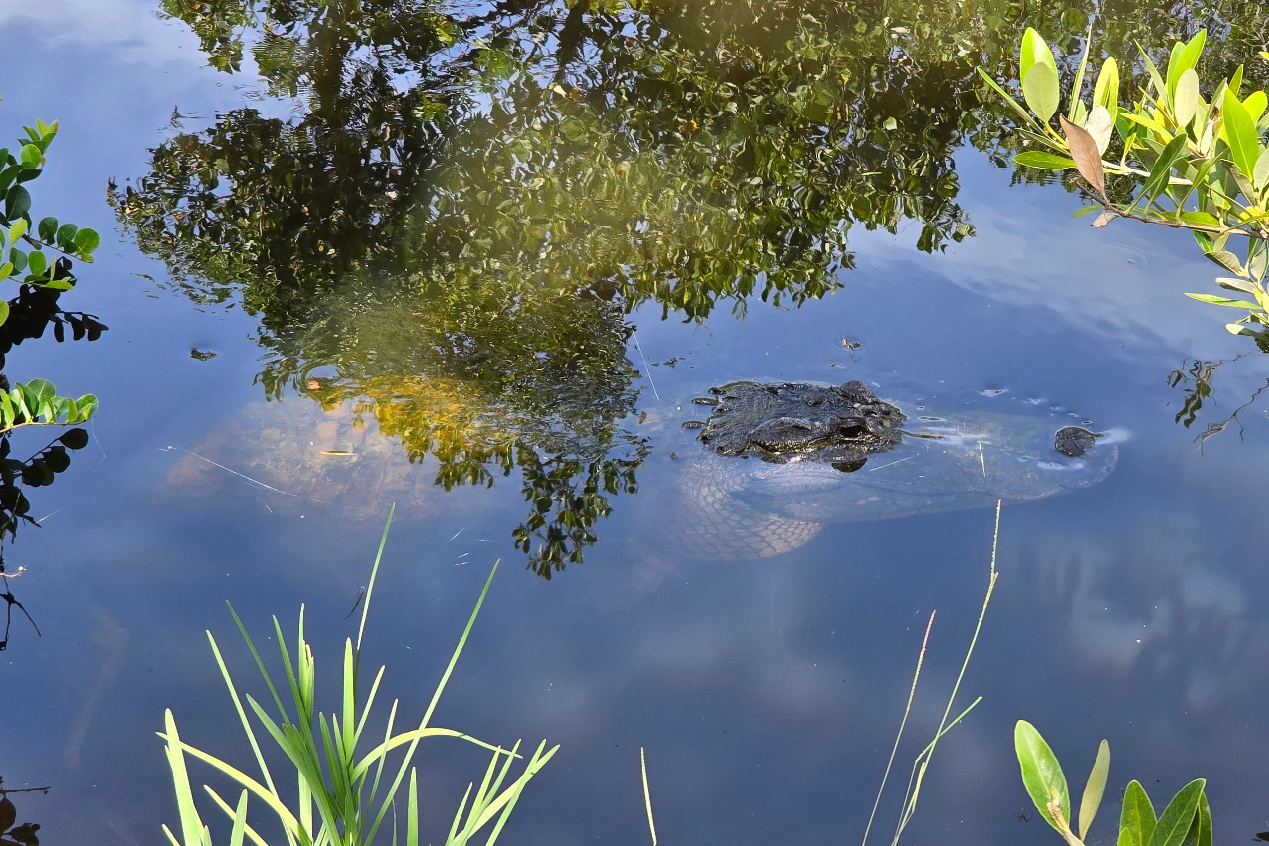 Wildlife Photos of Southwest Florida - Alligator Along Tamiami Trail