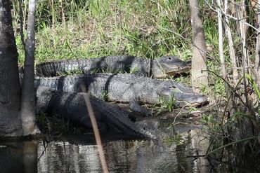 Alligator Photos Southwest Florida - Canal Alongside Tamiami Trail