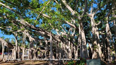 Photos of Southwest Florida Flora - Banyan Trees - Edison and Ford Winter Estates, Fort Myers, FL