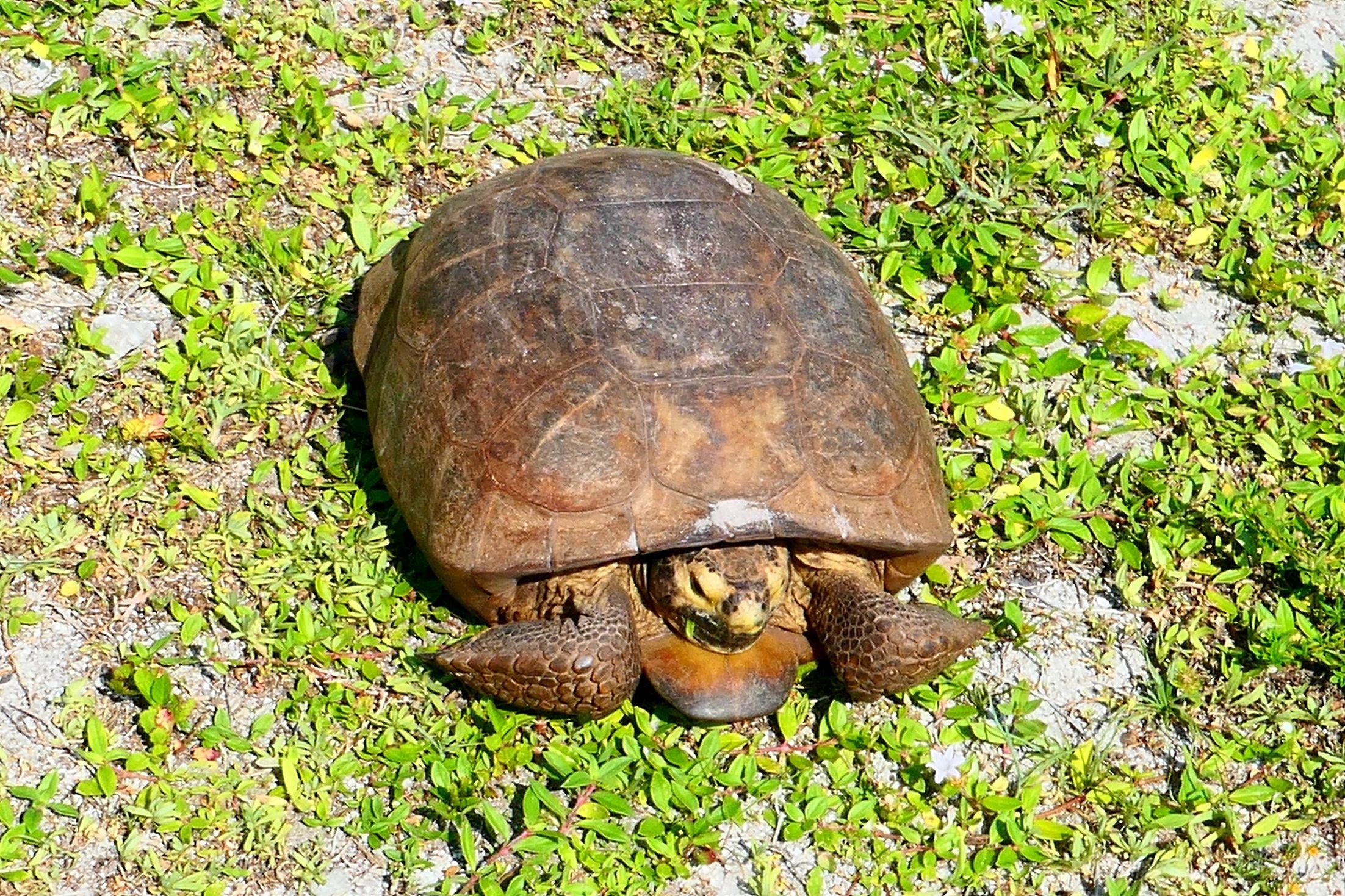Gopher Tortoise Photo - Barefoot Beach County Preserve, Naples, Florida