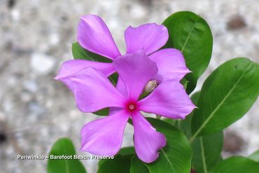 Photos of Southwest Florida Flora - Pink Periwinkle - Barefoot Beach Preserve, Naples, Florida