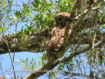 Wildlife of Southwest Florida Photos - Barred Owl, Big Cypress Bend