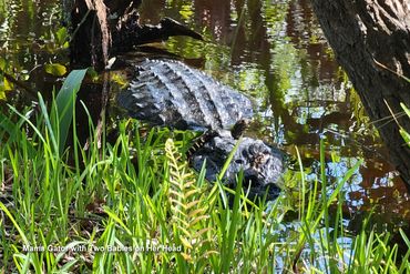 Alligator Photos - Big Cypress Bend, Mama Gator with Two Babies on Her Head