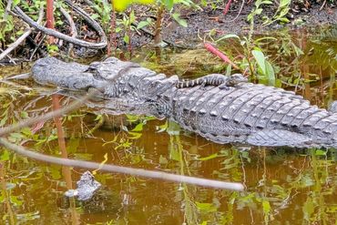 Alligator Photos of Southwest Florida - Big Cypress Bend, Fakahstchee Strand Preserve State Park
