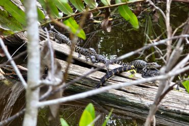 Alligator Photos of Southwest Florida - Big Cypress Bend, Fakahstchee Strand Preserve State Park