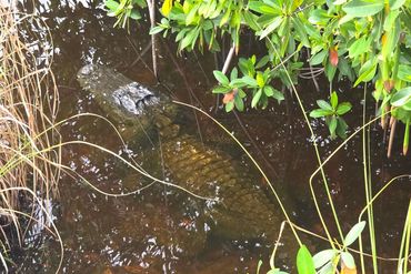 Alligator Photos of Southwest Florida - Big Cypress Bend, Fakahatchee Strand State Park