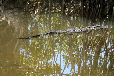 Alligator Photos - Southwest Florida