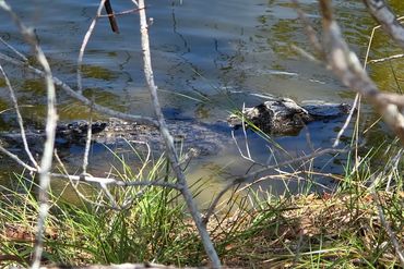 Alligator Photos of Southwest Florida - Big Cypress Bend, Fakahstchee Strand Preserve State Park