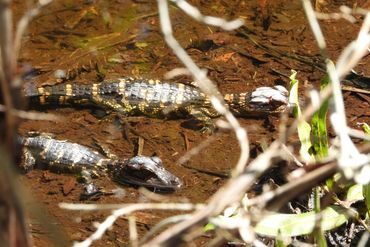 Alligator Photos of Southwest Florida - Big Cypress Bend, Fakahstchee Strand Preserve State Park