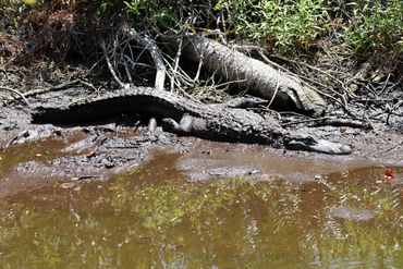 Alligator Photos - Big Cypress Bend, Ochopee, Florida