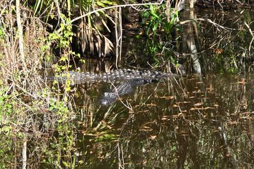 Alligator Photos Southwest Florida