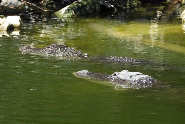 Alligator Photos - Southwest Florida