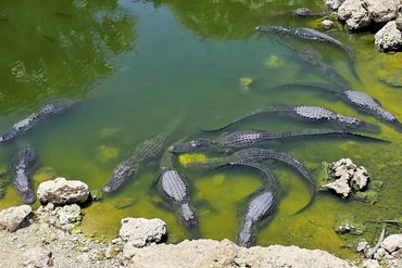 Alligator Photos - Southwest Florida