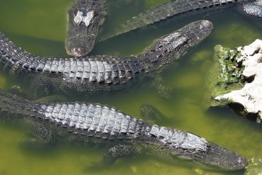 Alligator Photos - Southwest Florida