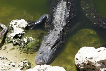 Alligator Photos - Southwest Florida