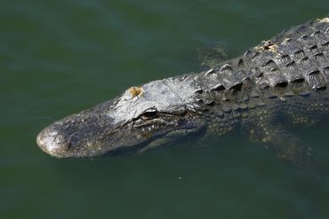 Alligator Photos - Southwest Florida