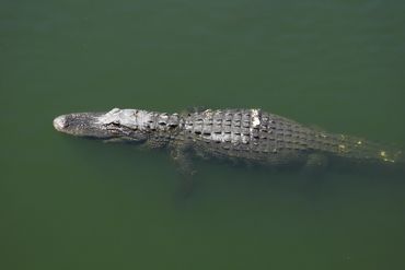 Alligator Photos - Southwest Florida