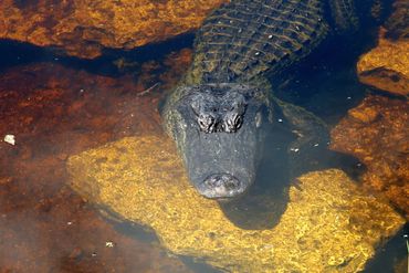 Alligator Photos Southwest Florida - Oasis Visitor Center, Big Cypress National Preserve, Ochopee