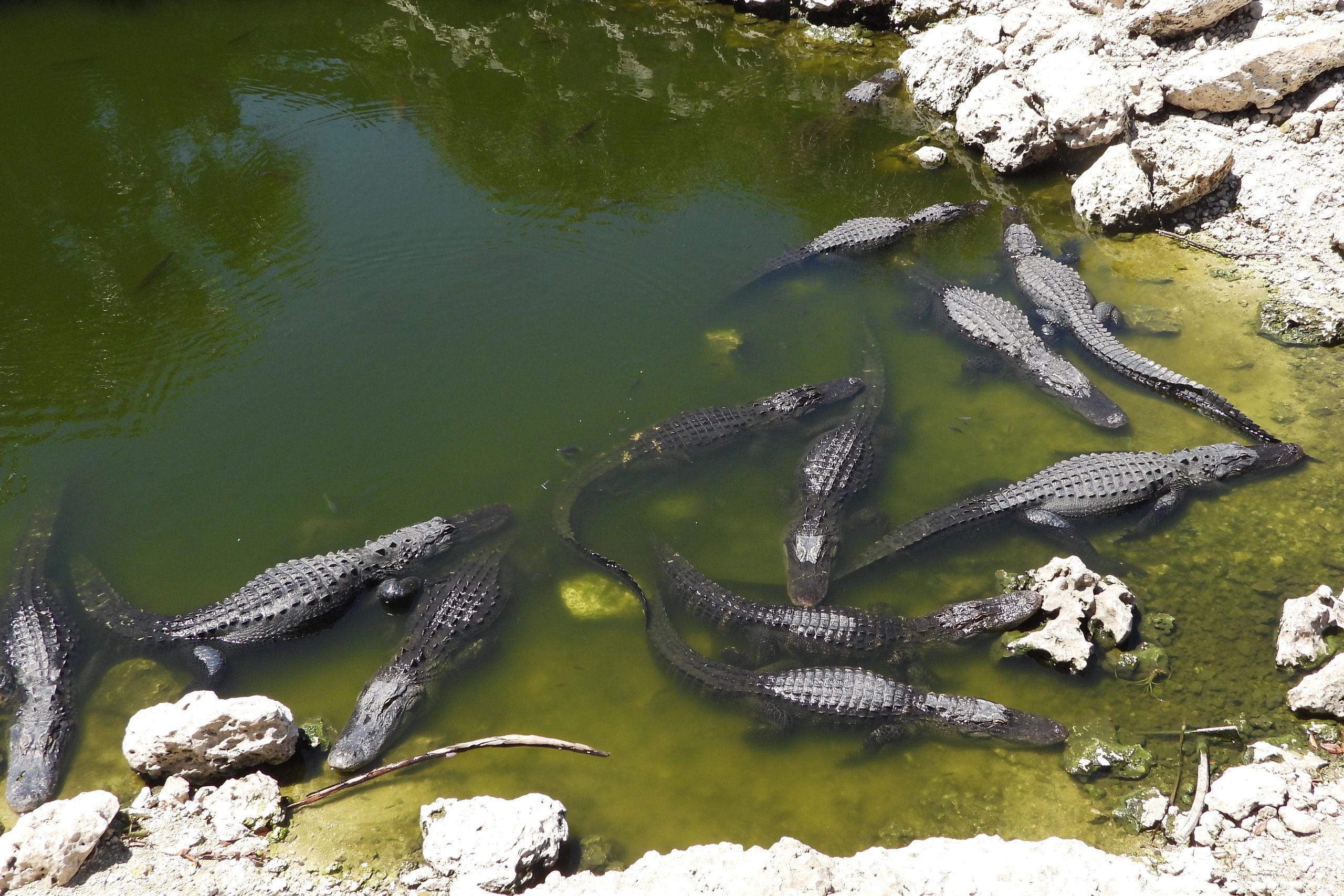 Southwest Florida Alligator Photos