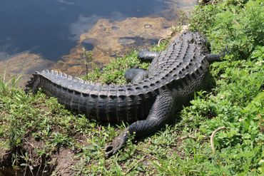 Southwest Florida Alligator Photos - Big Cypress National Preserve, Oasis Visitor Center