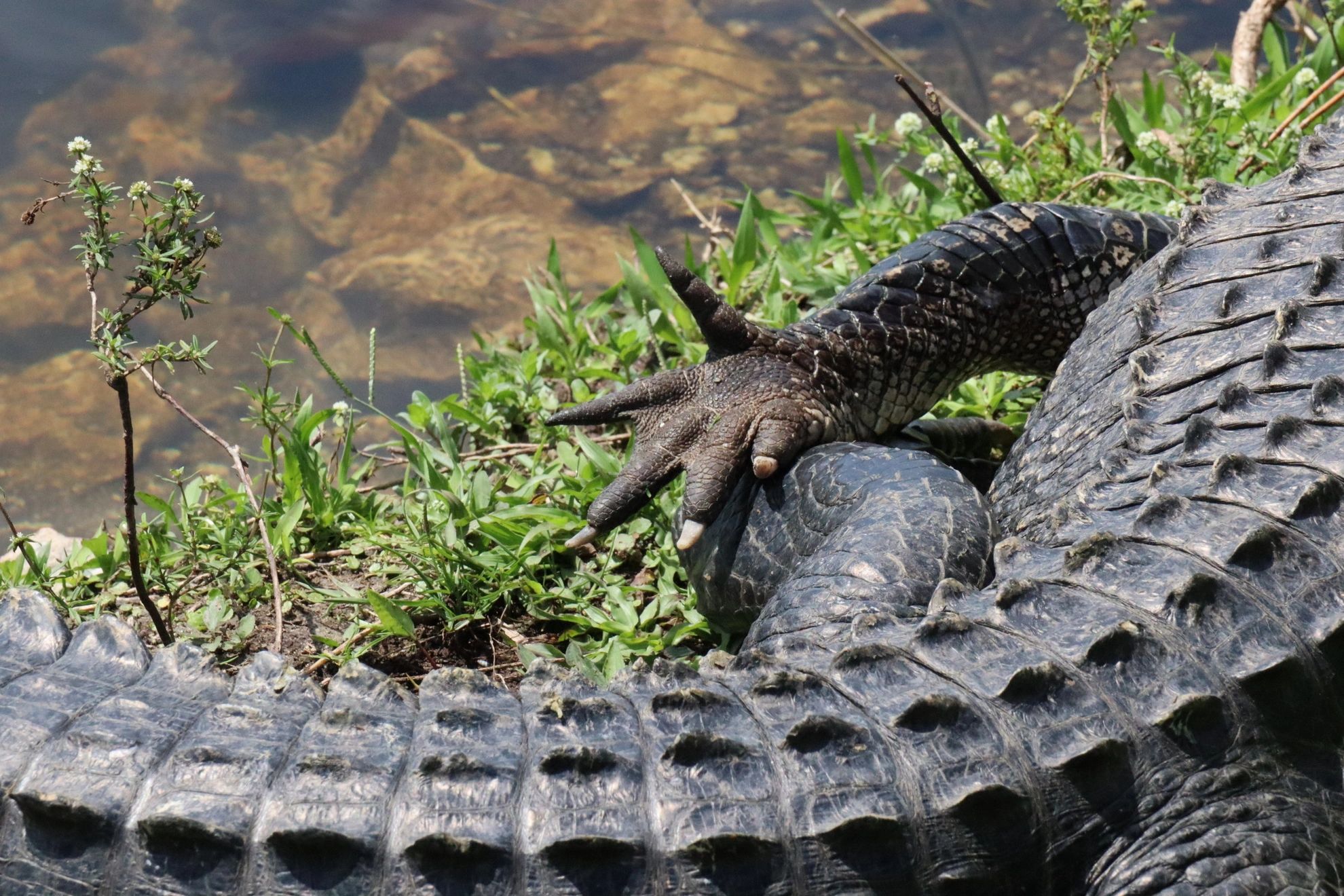 Southwest Florida Wildlife Photos - Alligator Closeup at Big Cypress National Preserve